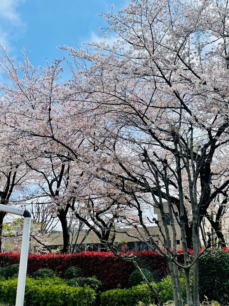 NTT技術史料館周辺の桜の写真1枚目