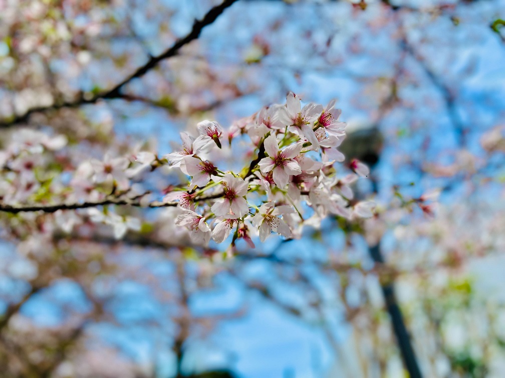 NTT技術史料館周辺の桜の写真3枚目
